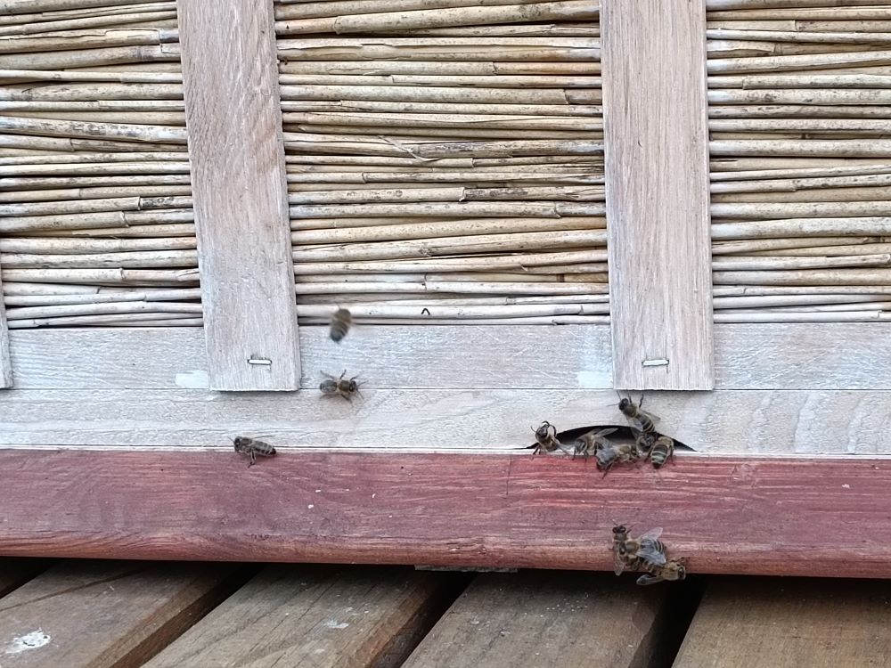 pszczoły przy wejściu do ula 
